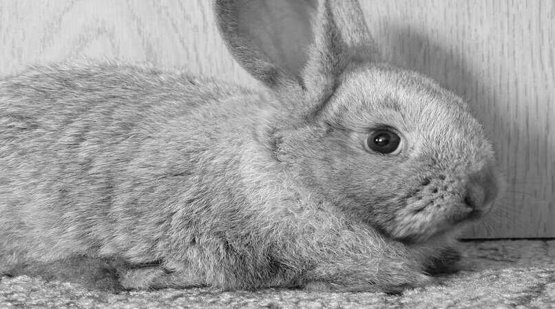 conejo gris ojos tristes